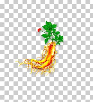310x337 Ginseng Vector Png Images, Ginseng Vector Clipart Free Download