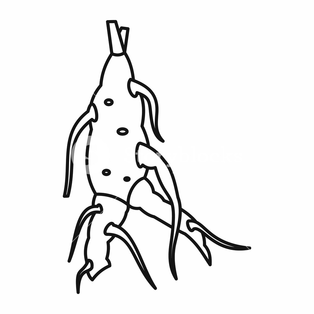 Ginseng Panax Root Icon In Outline Style Isolated On White 1000x1000 Ginseng Panax Root Icon In Outline Style Isolated On White