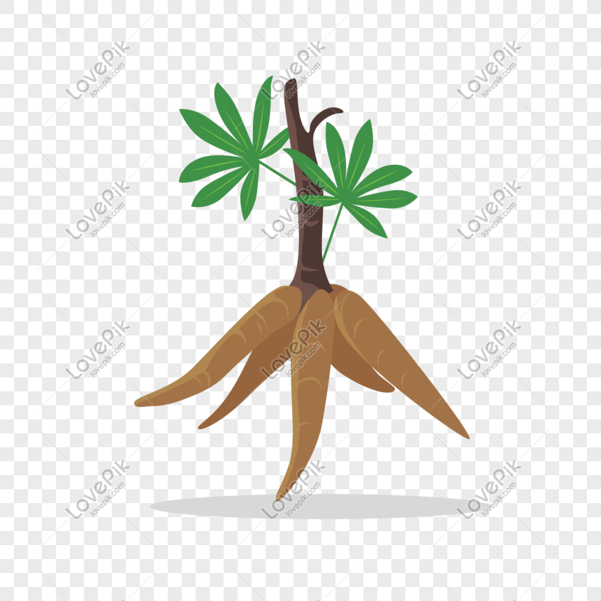 860x860 Cartoon Hand Drawn Ginseng Vector Material Png Image Picture Free