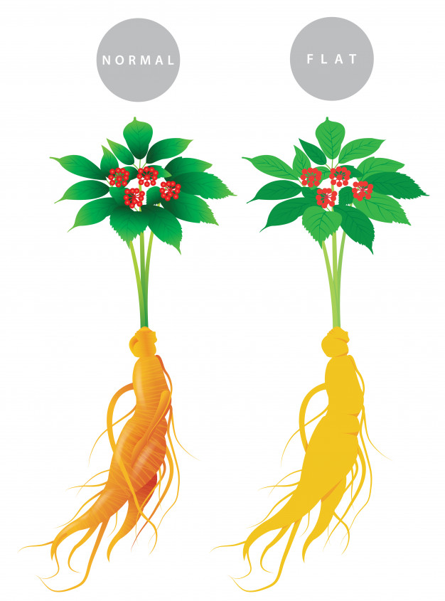 626x845 Ginseng Plant Vector Premium Download