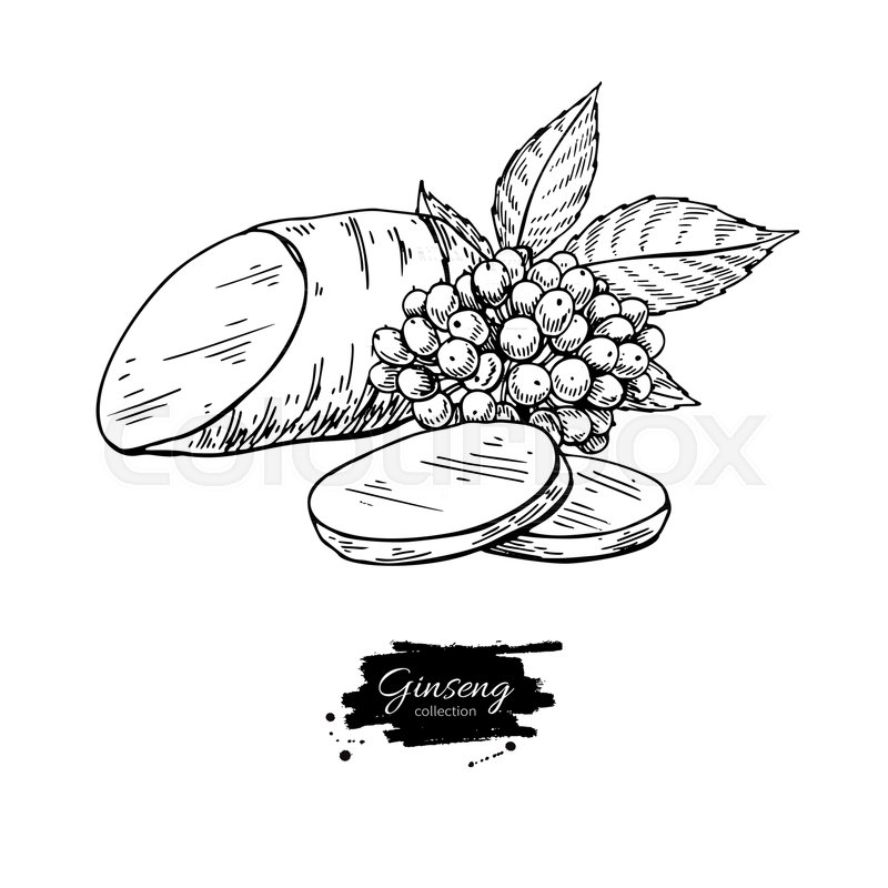 800x800 Ginseng Root Slice And Berry Vector Stock Vector Colourbox
