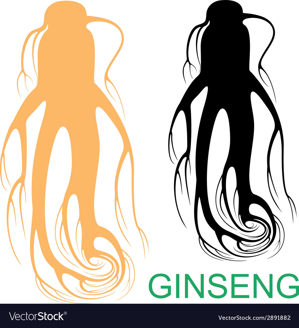 987x1080 Ginseng Vector Download