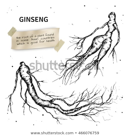 450x470 Huge Collection Of 'ginseng Drawing' Download More Than Images