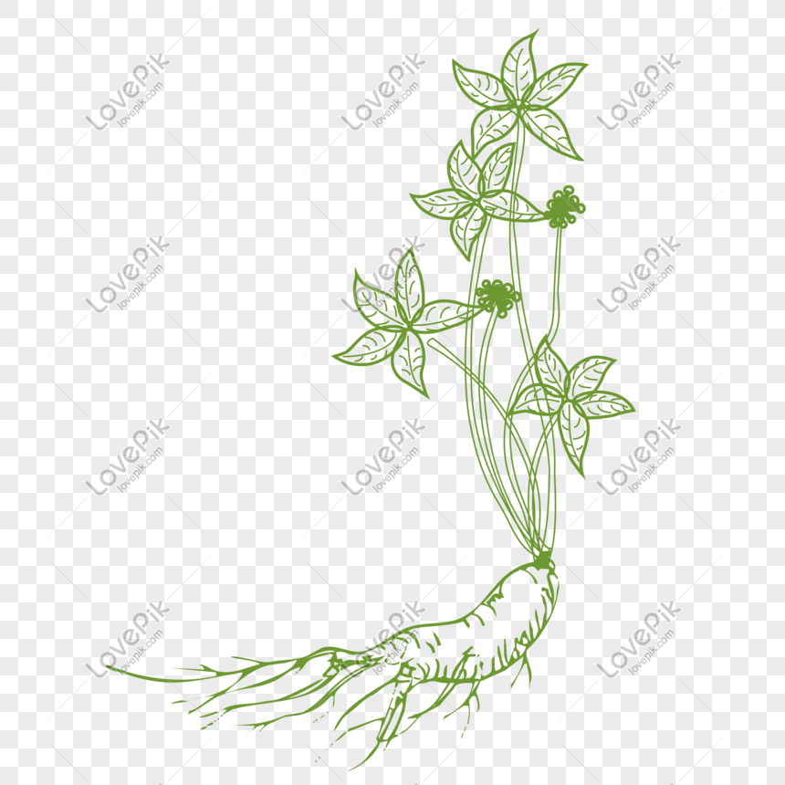 860x860 Pure Original Vector Hand Painted Ginseng Material Design Png