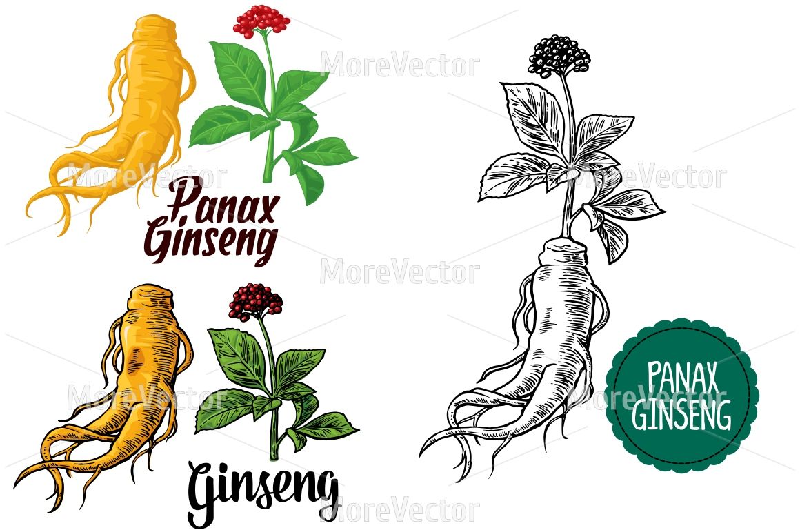 Root And Leaves Panax Ginseng Vector Engraving 1160x772 Root And Leaves Panax Ginseng Vector Engraving