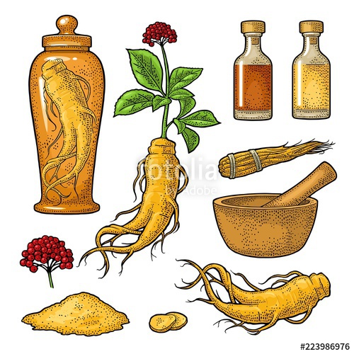 Root And Leaves Panax Ginseng Vector Engraving Black Illustration 500x500 Root And Leaves Panax Ginseng Vector Engraving Black Illustration