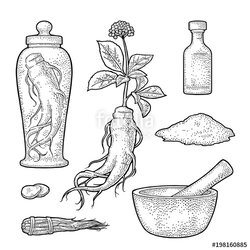 Root And Leaves Panax Ginseng Vector Engraving Illustration 500x500 Root And Leaves Panax Ginseng Vector Engraving Illustration