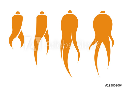 500x353 Ginseng Vector Icon Ginseng Of Korea Ancient Traditional