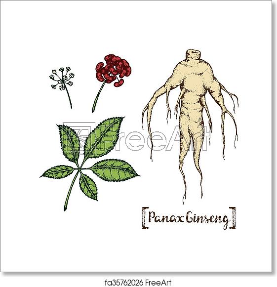 Free Art Print Of Illustration Of Panax Ginseng Vector Hand Drawn 561x581 Free Art Print Of Illustration Of Panax Ginseng Vector Hand Drawn