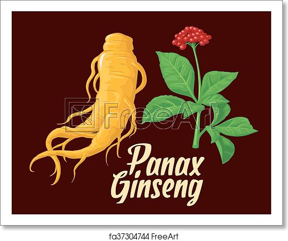 Free Art Print Of Root And Leaves Panax Ginseng Vector Colorful 560x470 Free Art Print Of Root And Leaves Panax Ginseng Vector Colorful
