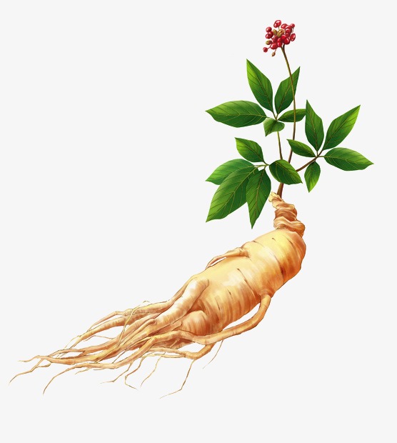 556x620 Ginseng, Drugs, Medicine Png And Vector With Transparent