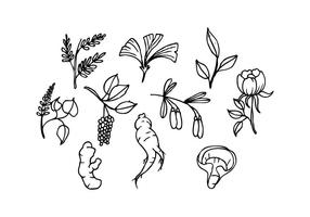 286x200 Ginseng Free Vector Art