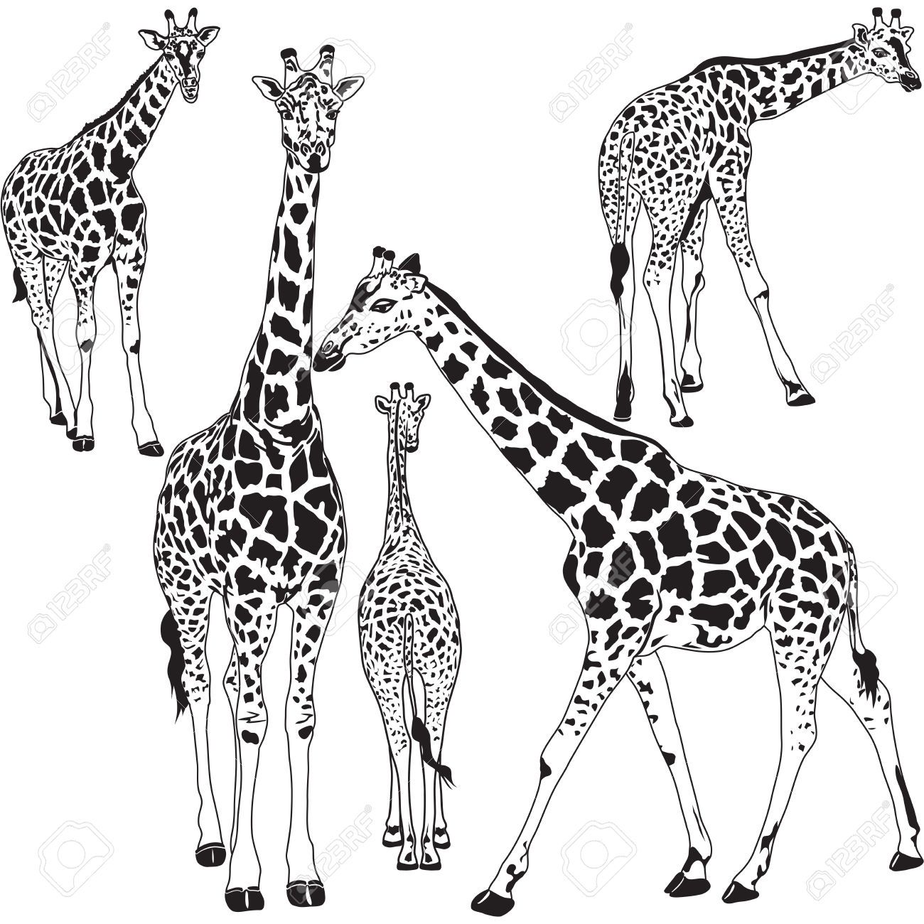 1300x1300 Giraffe Silhouette Cliparts, Stock Vector And Royalty Free Giraffe