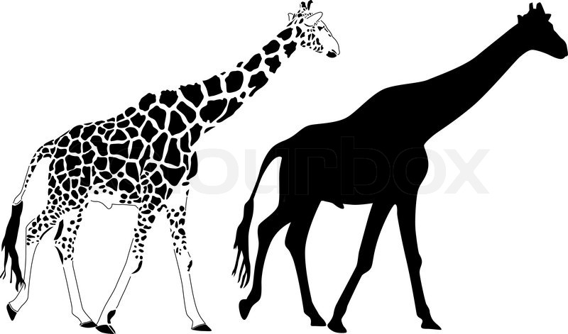 800x471 Giraffe Silhouette Vector Stock Vector Colourbox