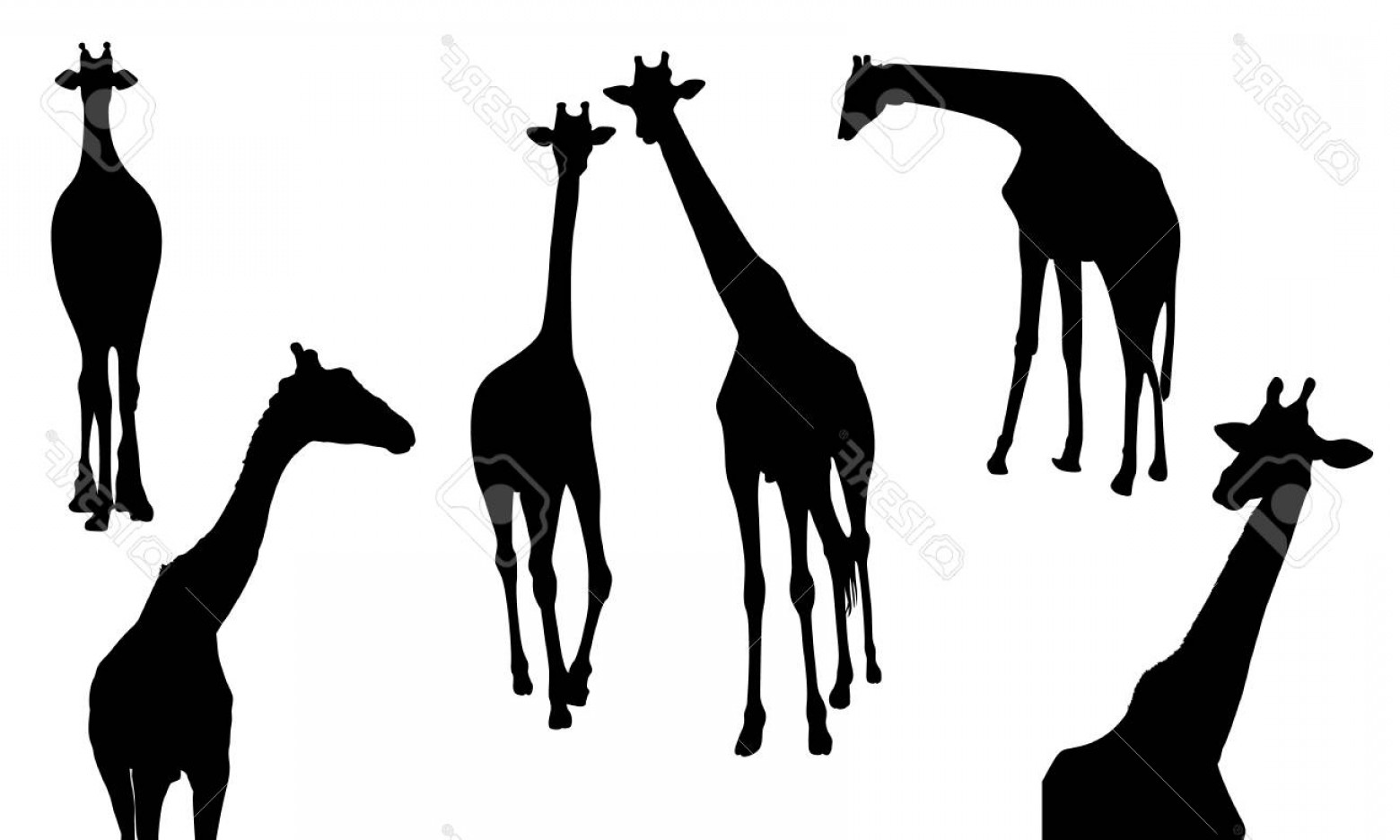 1560x936 Photostock Vector Set Of Giraffe Silhouette Wild Animal Vector
