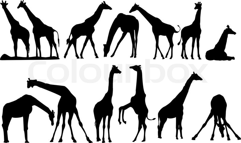 800x477 Vector Silhouettes Of Giraffe Stock Vector Colourbox
