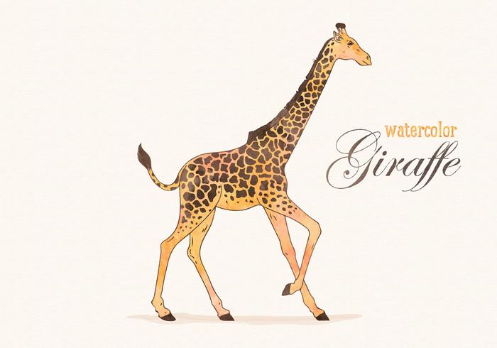 700x490 Giraffe Free Vector Art