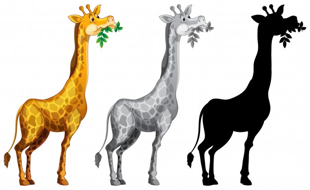 626x383 Giraffe Vectors, Photos And Free Download