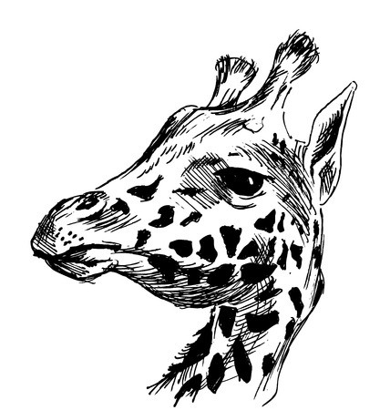 428x450 Hand Sketch Head Giraffe Vector Illustration Royalty Free Vector