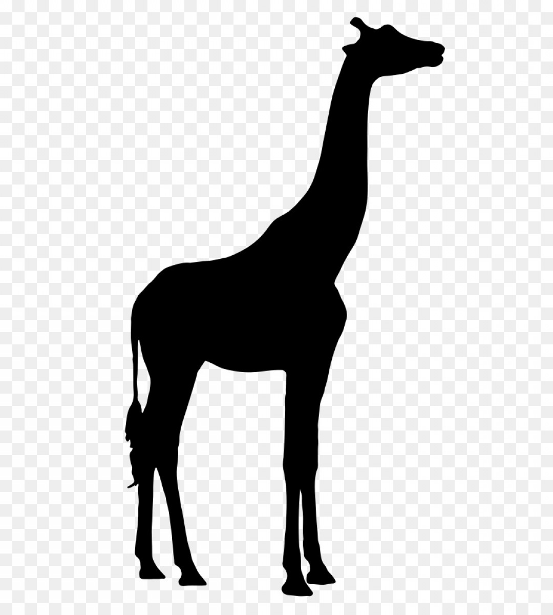 Giraffe Vector at Vectorified.com | Collection of Giraffe Vector free ...