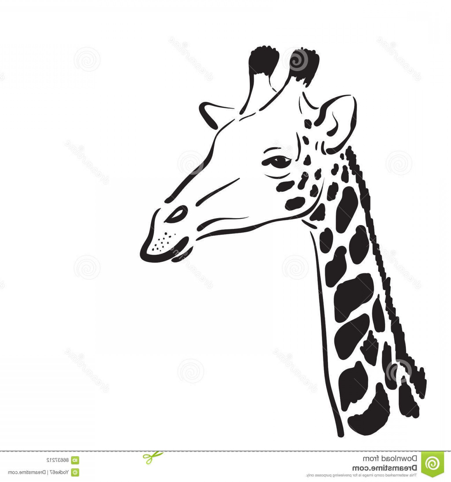 1560x1668 Stock Illustration Vector Giraffe Head White Background Wild