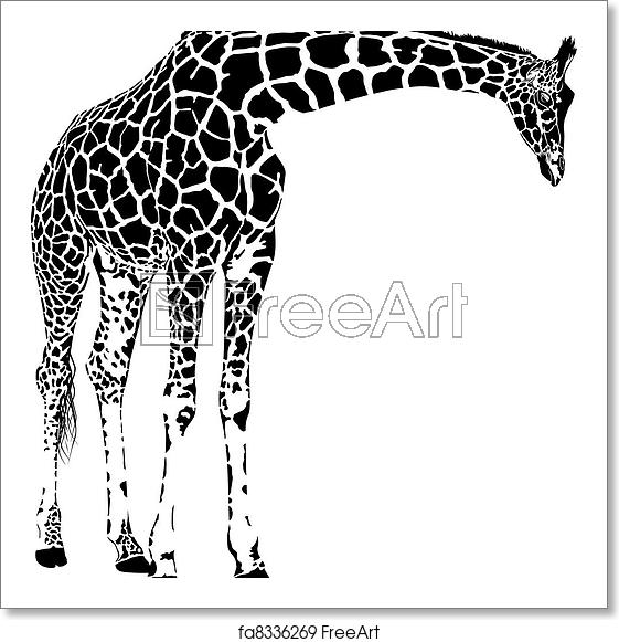 561x581 Free Art Print Of Giraffe Vector Giraffe