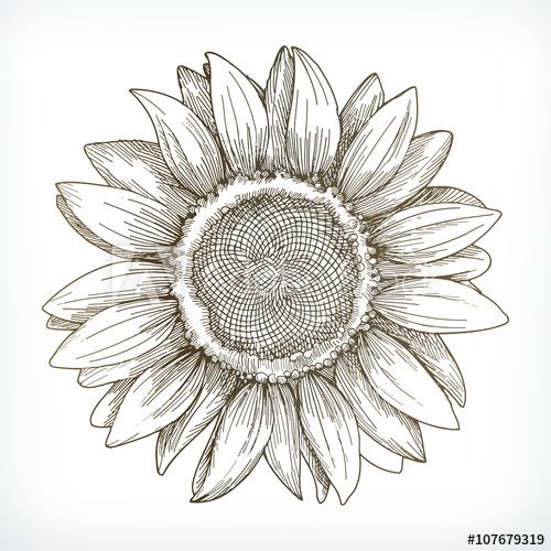 500x500 Sunflower Sketch, Hand Drawing, Vector Illustration Phrases En