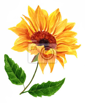 333x400 Vector Acuarela Girasol Amarillo Con Hojas Verdes, En Blanco