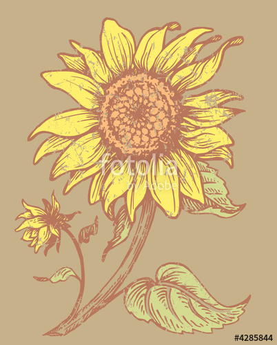 402x500 Girasol Stock Image And Royalty Free Vector