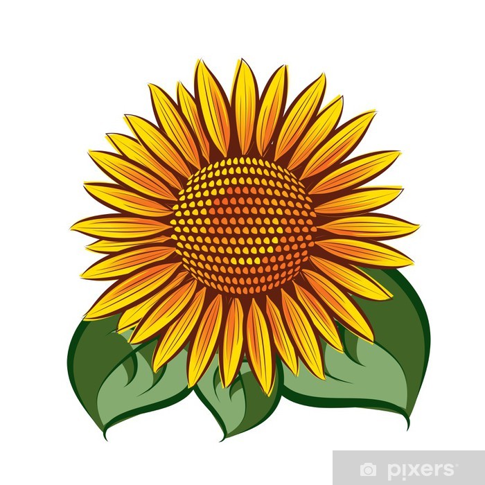 700x700 Fotomural Cabeza Del Girasol Del Vector Aislado En El Fondo Blanco