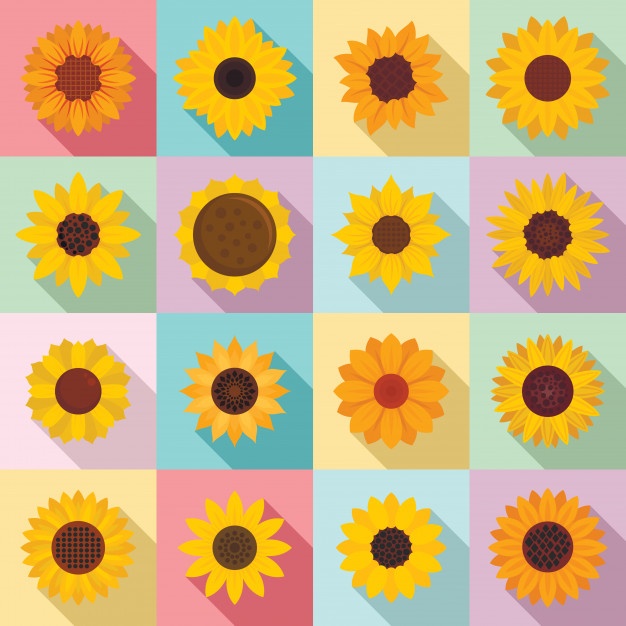 626x626 Girasol Fotos Y Vectores Gratis