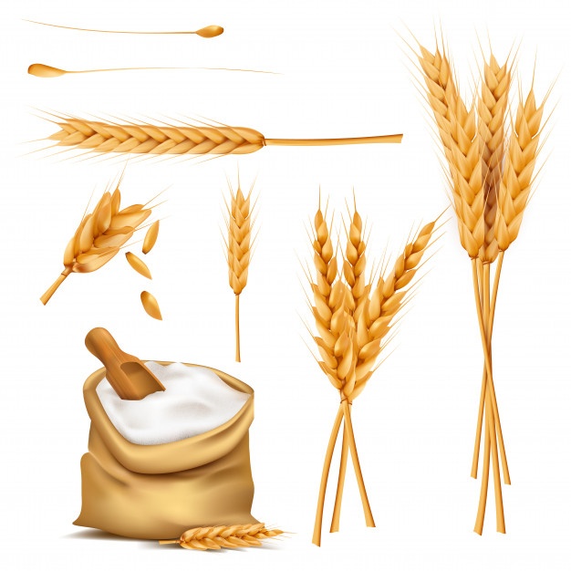 626x626 Gluten Vectors, Photos And Free Download