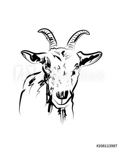 400x500 Vector Sketch Of Goat Head