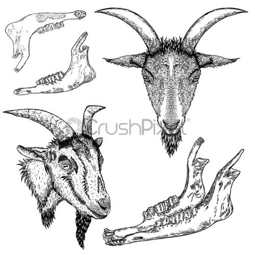 500x500 Goat Or Sheep Farm Animal Head With Horns Black And, Stock Vector