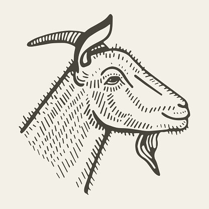 416x416 Goat With Vector Drawing Premium Clipart