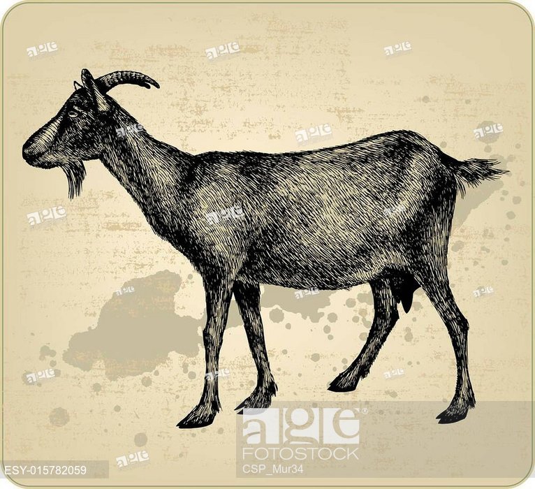 766x700 Goat With Horns, Hand Drawing Vector Illustration, Stock Vector