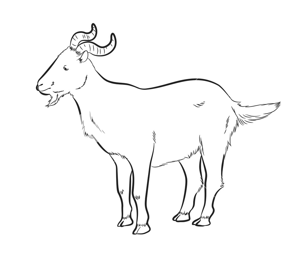 Горный козел теленок на белом фоне