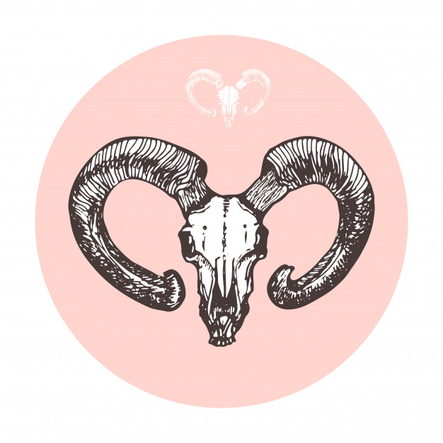 626x626 Sketch Goat Skull Vector Artwork Vector Premium Download