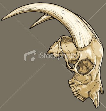 361x380 Vector Illustration Of An Isolated Goat Skull Black Line Work