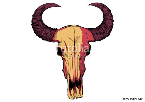 500x354 Drawing Of A Bull Skull Vector Illustration Stock Image
