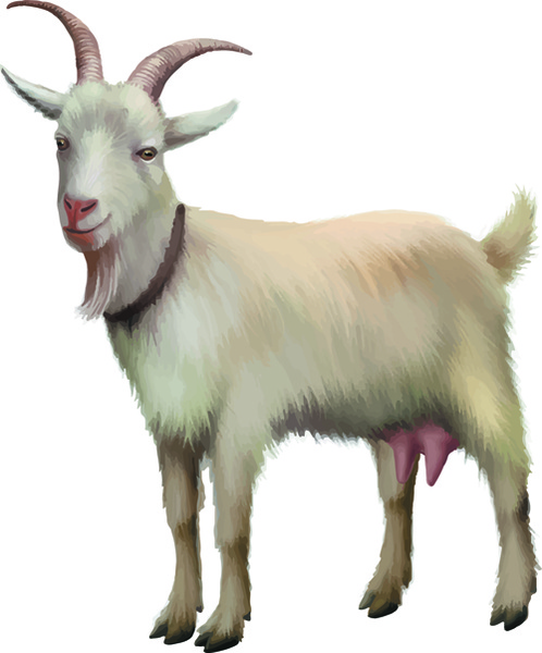 498x600 Realistic Goats Vector Graphics Free Vector In Encapsulated