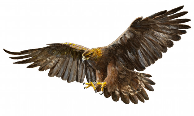 626x375 Golden Eagle Flying Hand Draw On White Background Vector