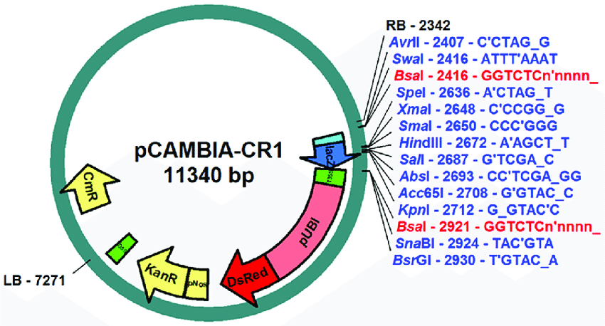 850x458 New Pcambia Golden Gate Vector Schematic Backbone