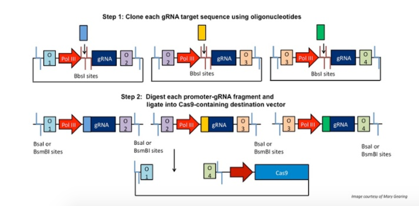 1428x704 Current Research Golden Gate Cloning