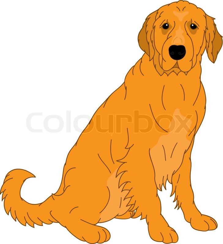 Golden Retriever Dog Vector