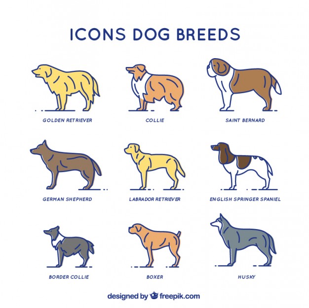 626x625 Golden Retriever Vectors, Photos And Free Download