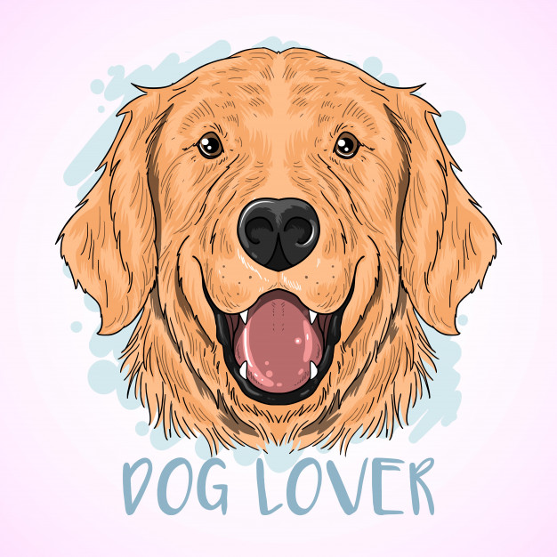 626x626 Golden Retriever Dog Vector Premium Download