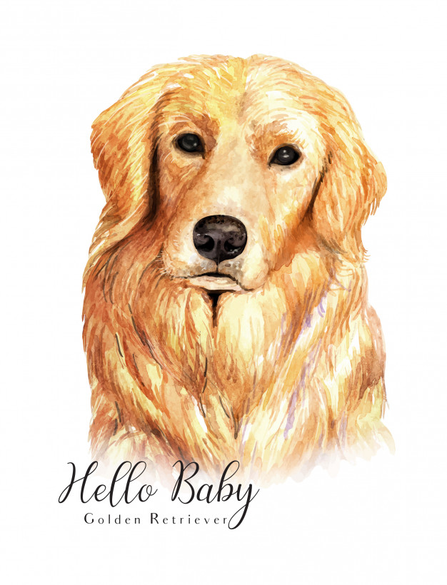626x820 Watercolor Hand Drawn Portrait Golden Retriever Dog Vector