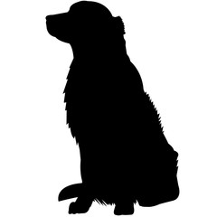 240x240 Golden Retriever Dog Photos, Royalty Free Images, Graphics