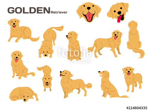 500x375 Golden Retriever,dog In Action,happy Dog Stock Image And Royalty
